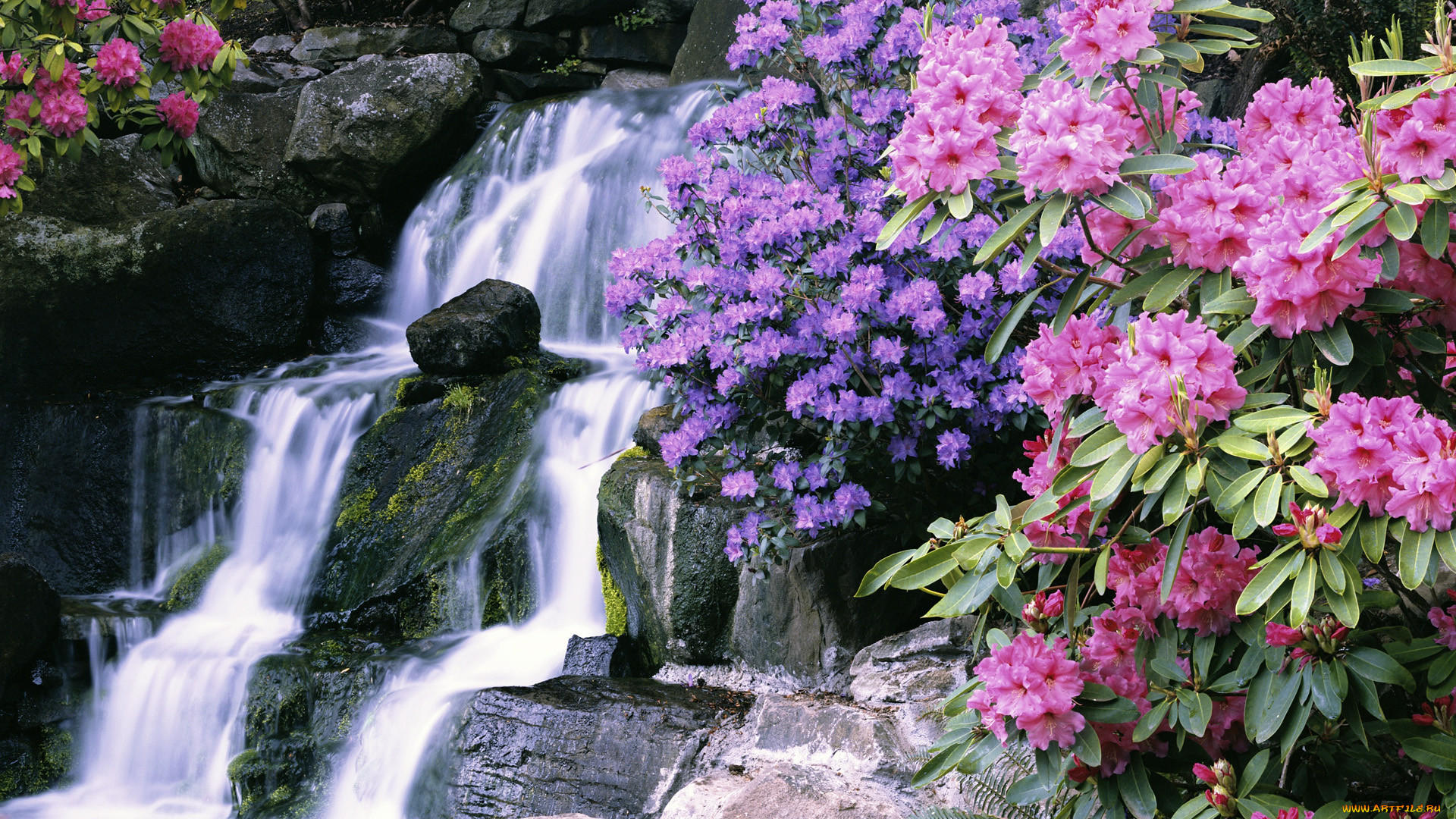 природа, водопады, водопад, ботанический, сад, азалия, рододендроны.
